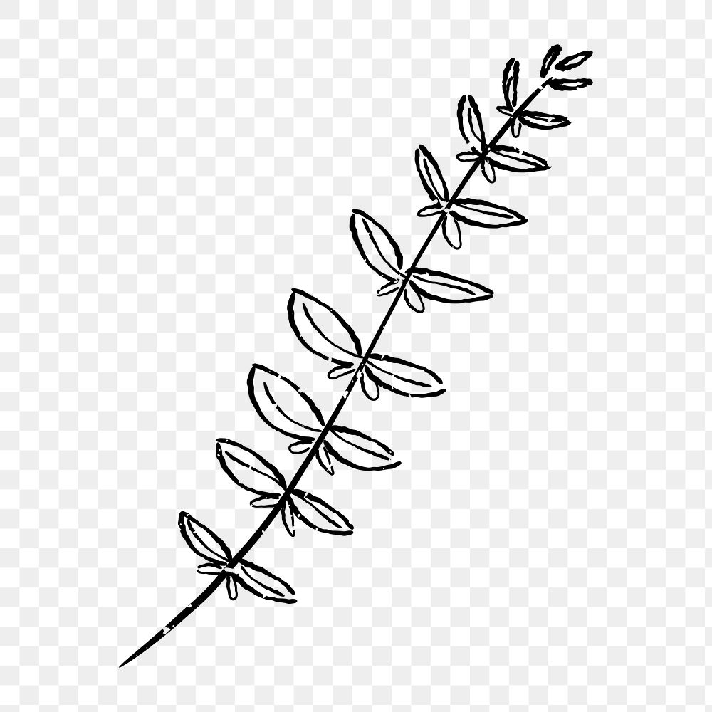 Png leaf branch  doodle illustration, transparent background