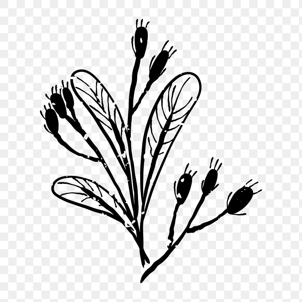 Png plant branch  doodle illustration, transparent background