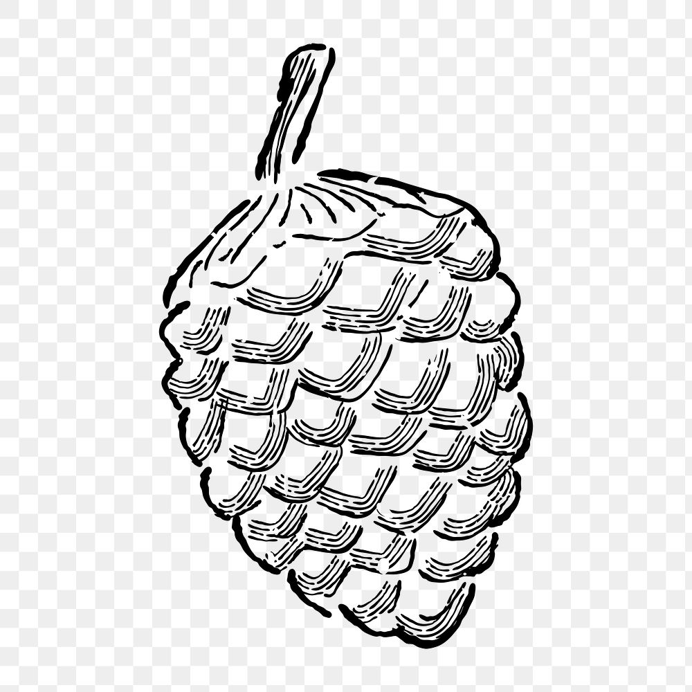 Png pine cone  doodle illustration, transparent background