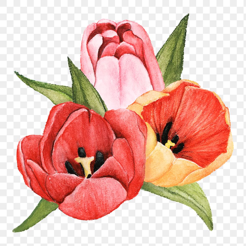  Tulip png watercolor element, transparent background