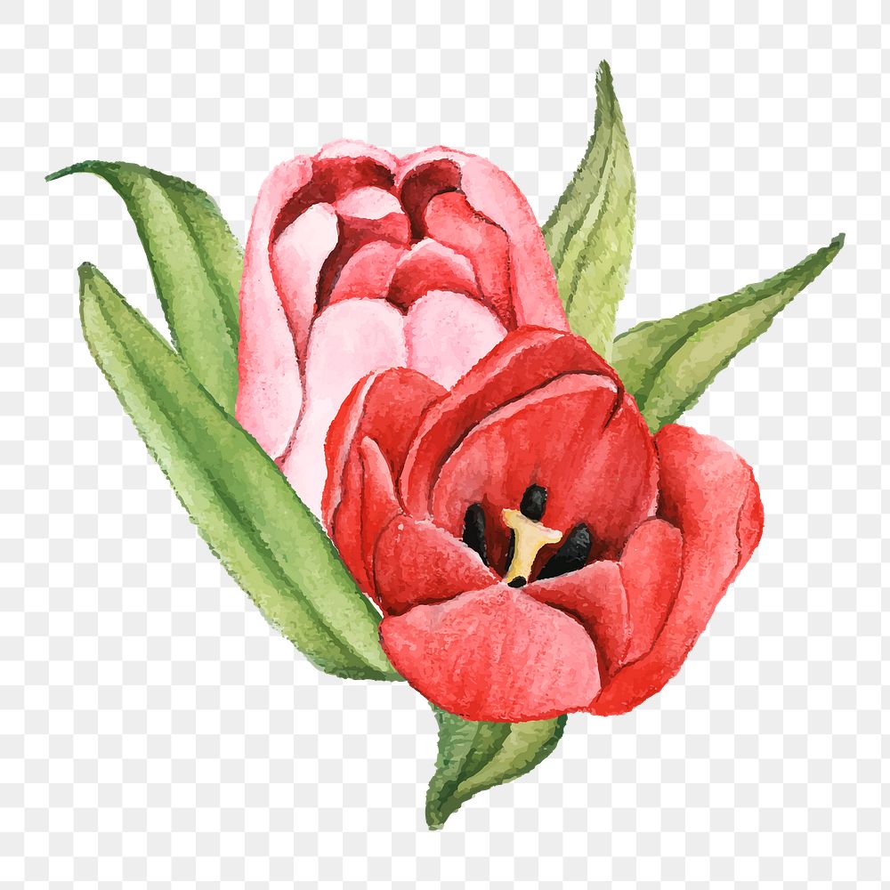  Tulip png watercolor element, transparent background