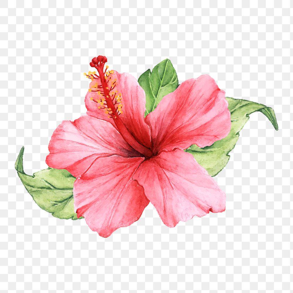  Hibiscus png watercolor element, transparent background