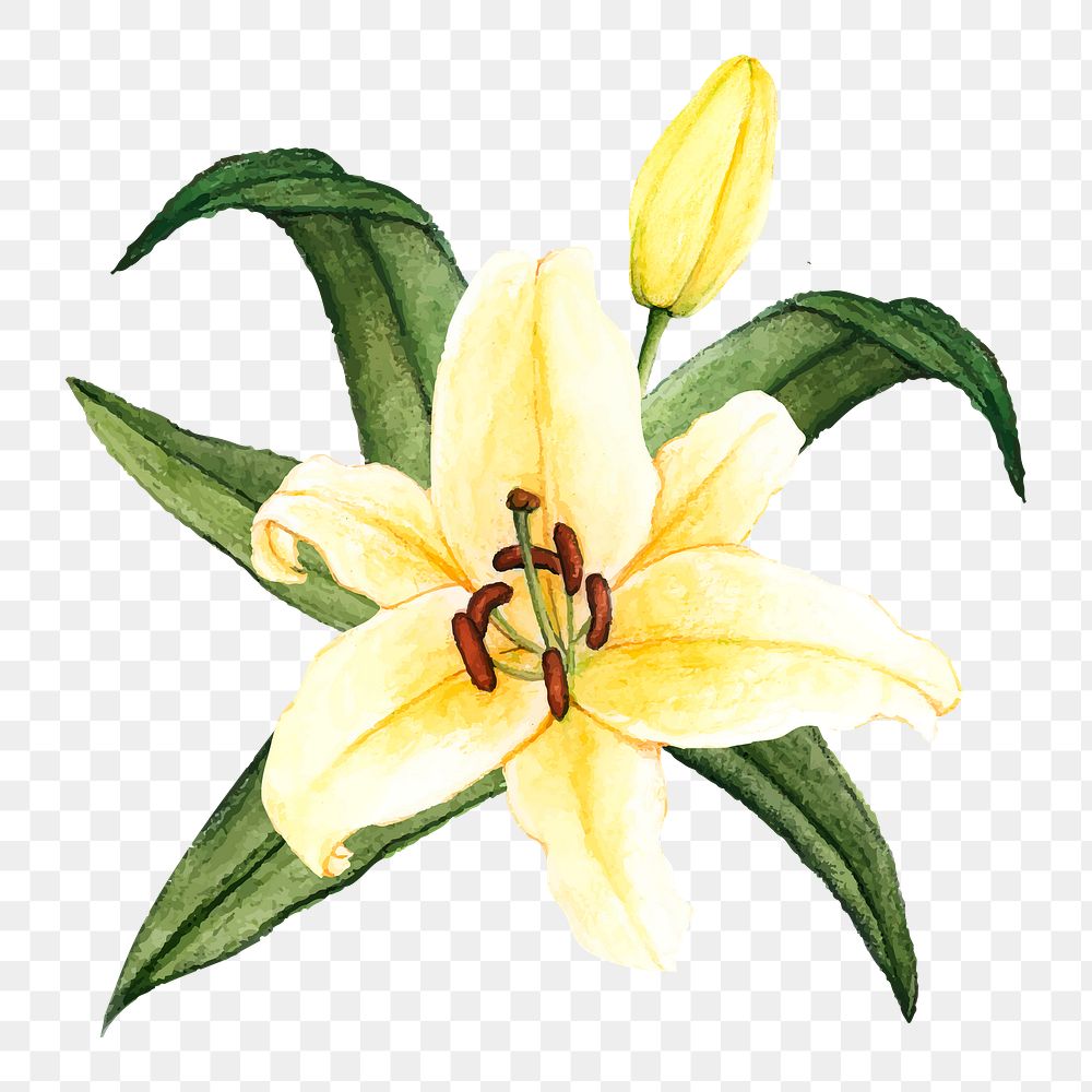  White lily png watercolor element, transparent background