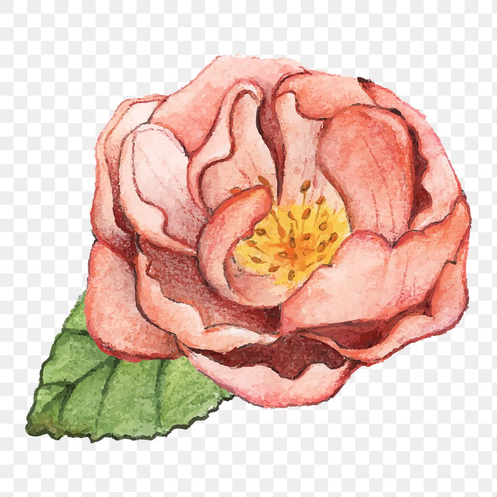  Peony png watercolor element, transparent background