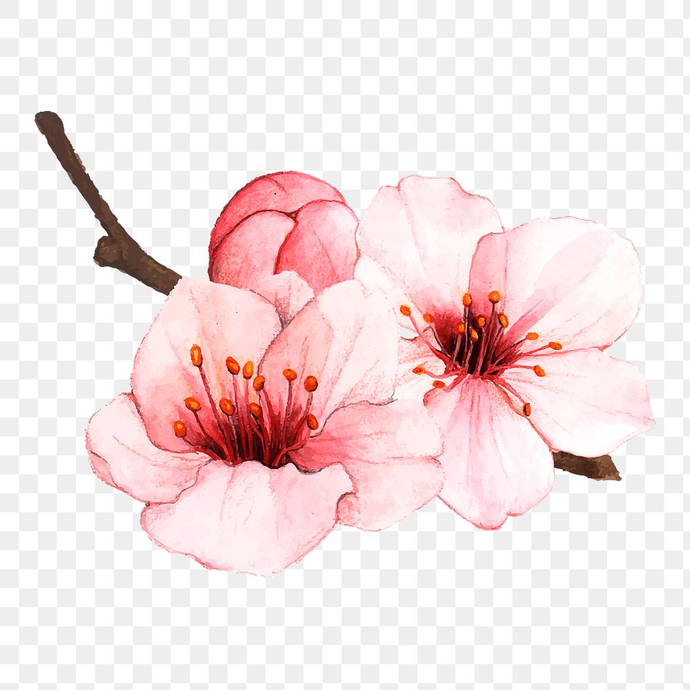  Cherry blossom png watercolor element, transparent background