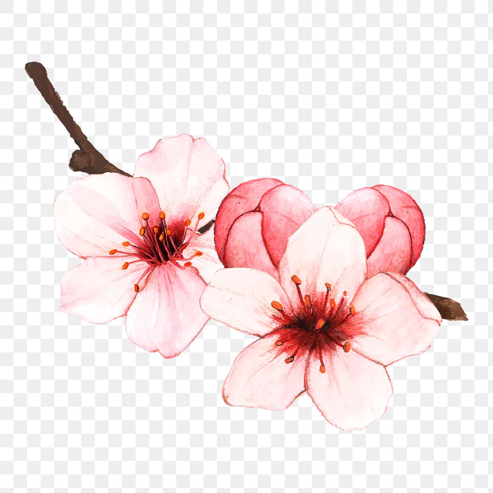  Cherry blossom png watercolor element, transparent background