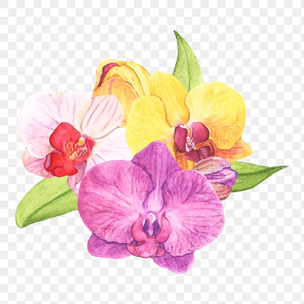  Orchid png watercolor element, transparent background