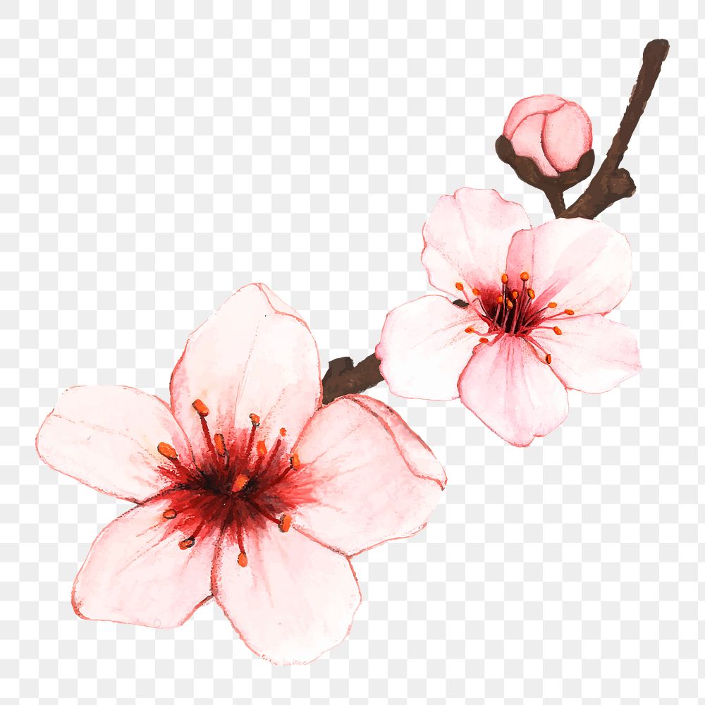  Cherry blossom png watercolor element, transparent background