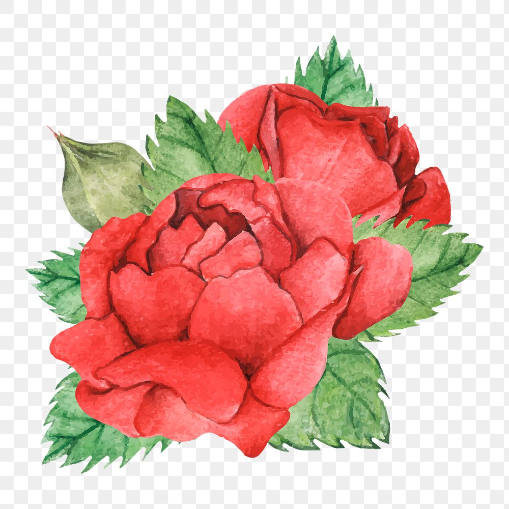  Red rose png watercolor element, transparent background