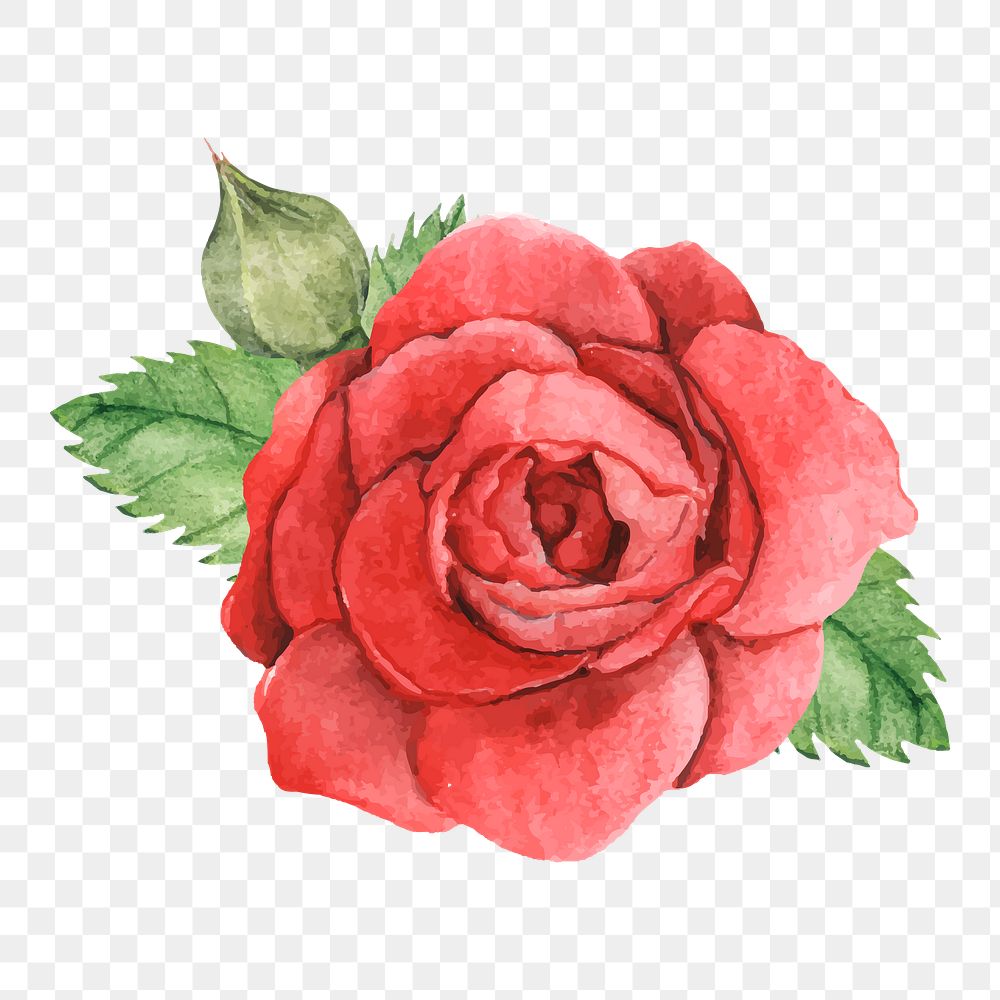  Red rose png watercolor element, transparent background