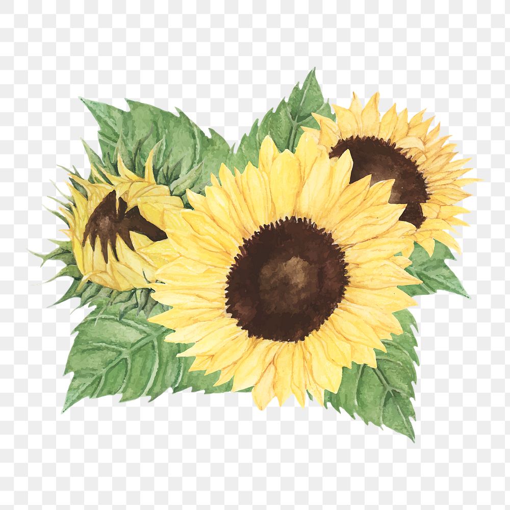  Sunflower png watercolor element, transparent background