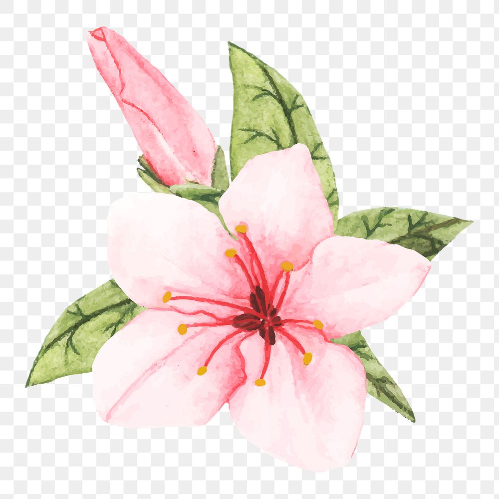  Sakura png watercolor element, transparent background