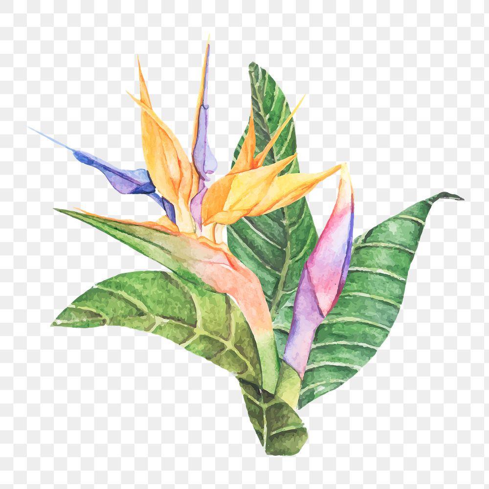  Bird of paradise png watercolor element, transparent background