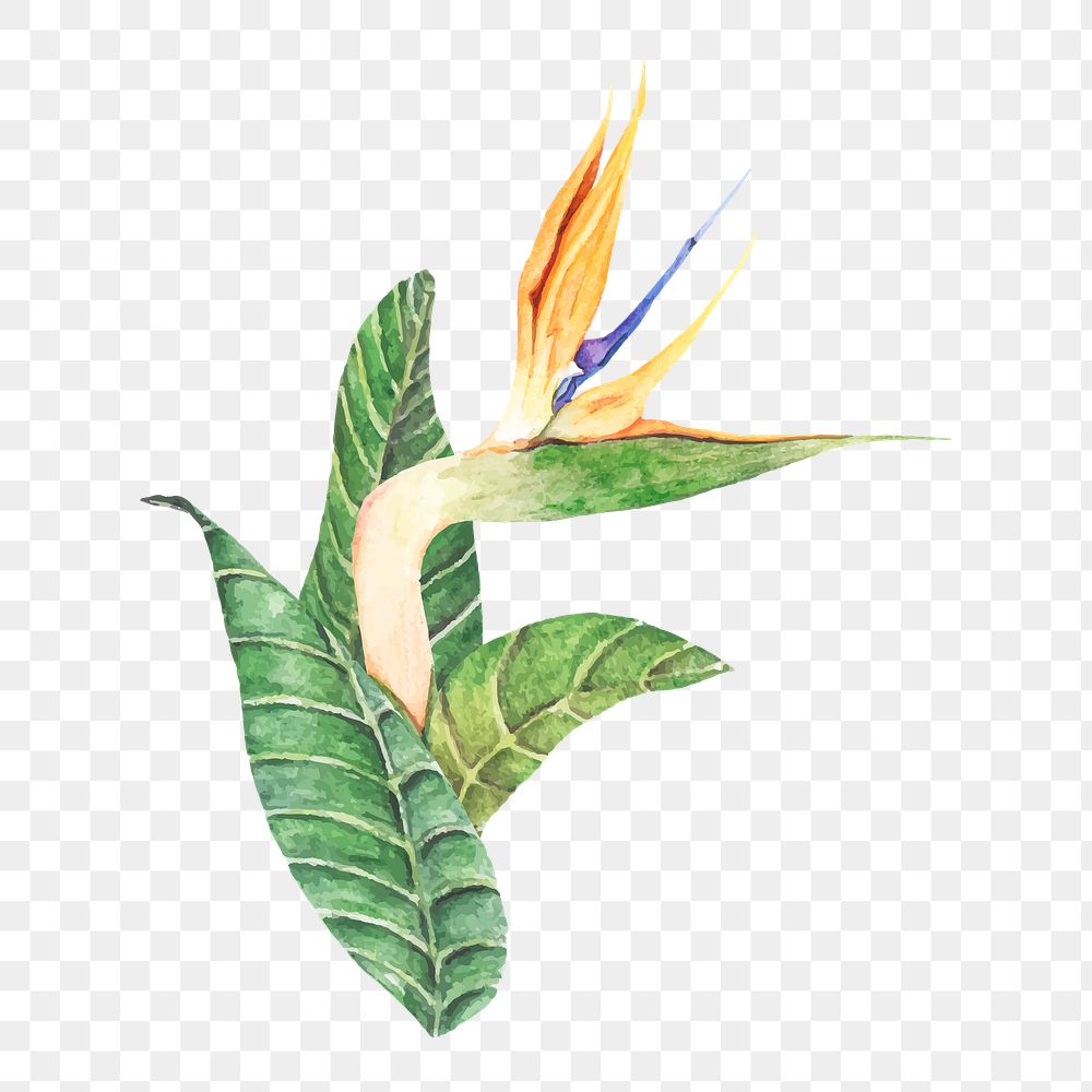  Bird of paradise png watercolor element, transparent background