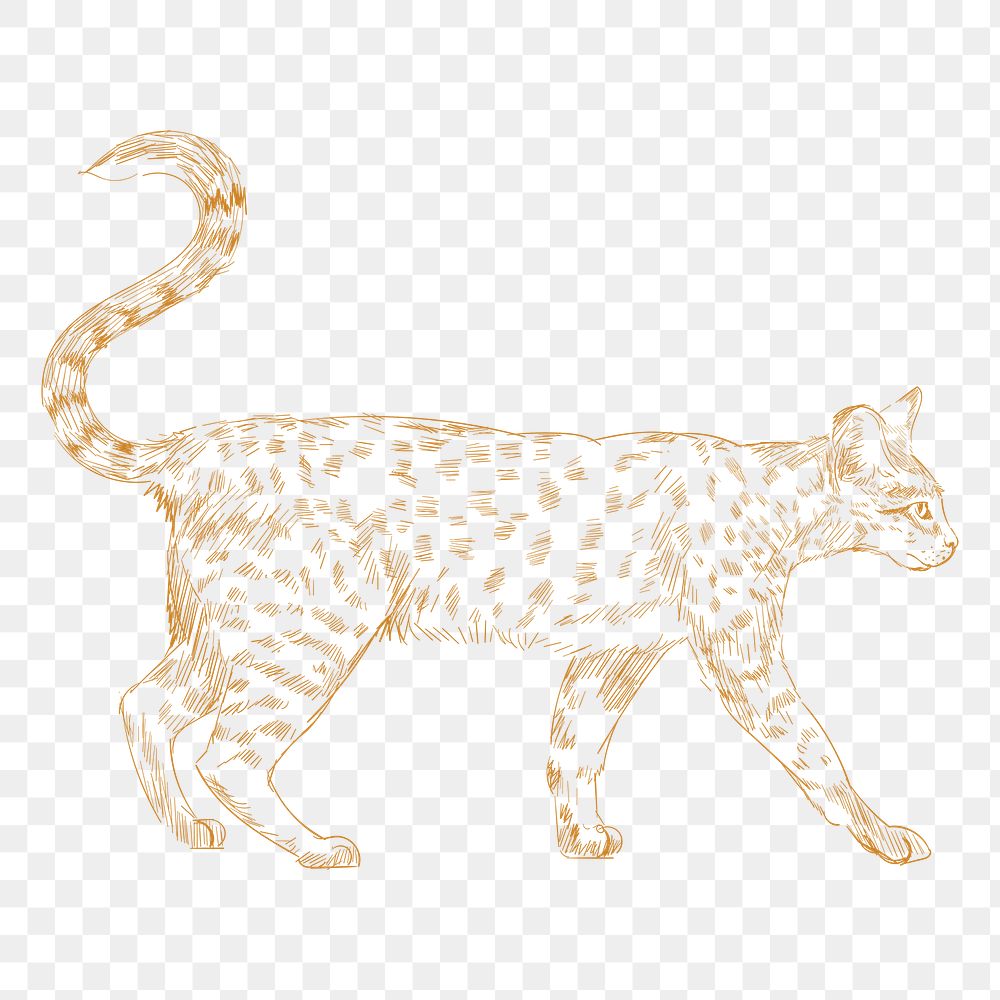  Png yellow bobcat sketch illustration, transparent background