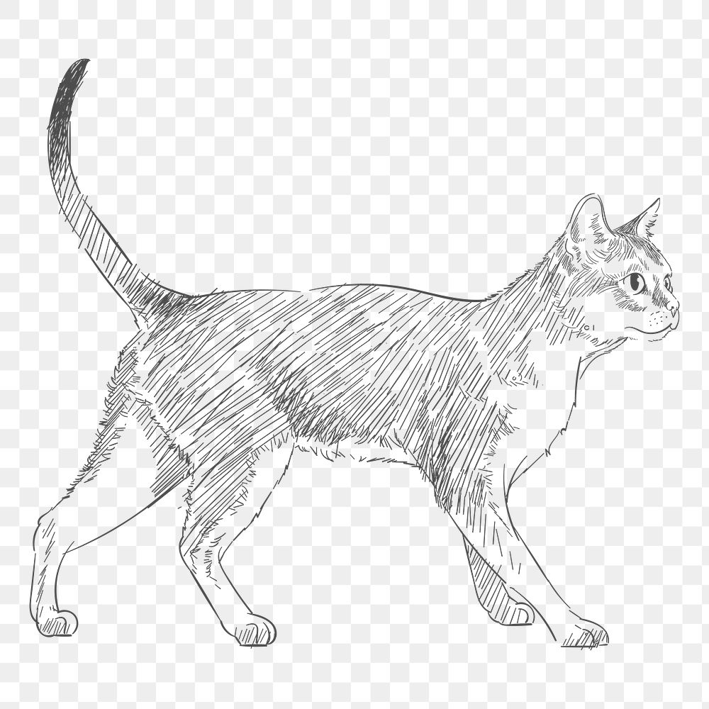  Png cute cat sketch illustration, transparent background