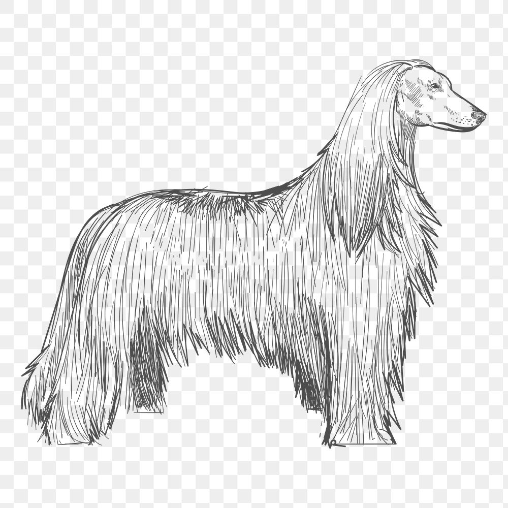  Png afghan hound dog sketch illustration, transparent background