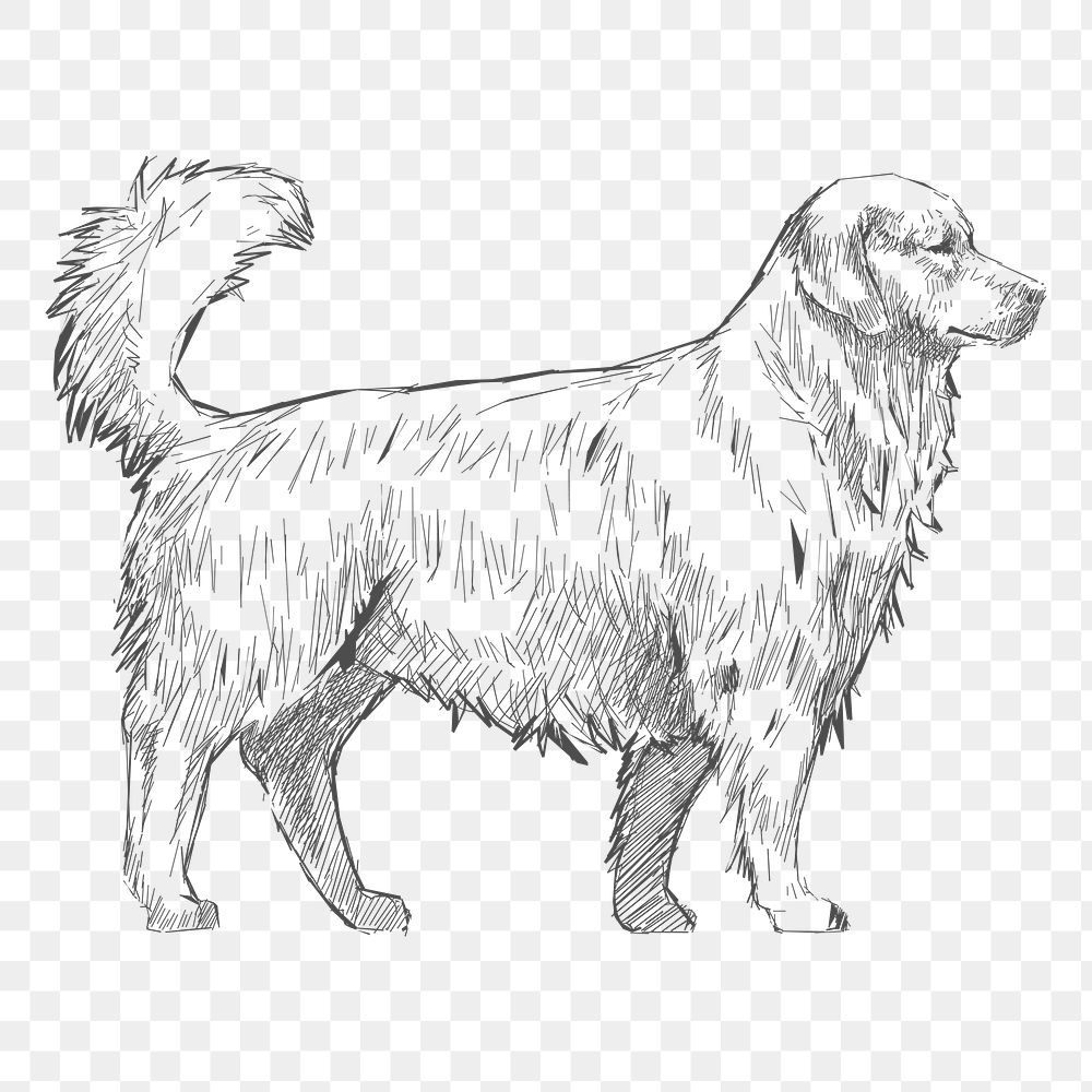  Png golden retriever dog sketch illustration, transparent background