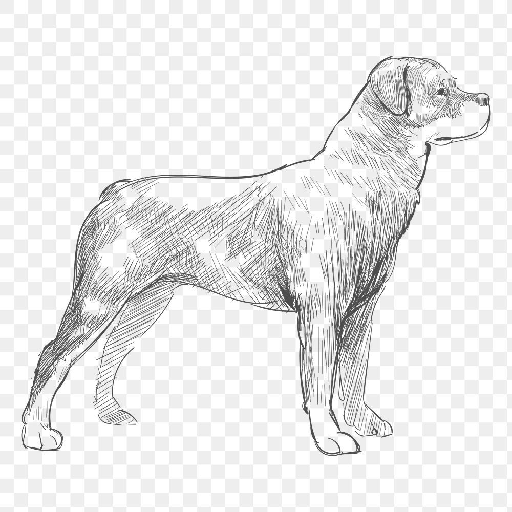  Png rottweiler dog sketch illustration, transparent background