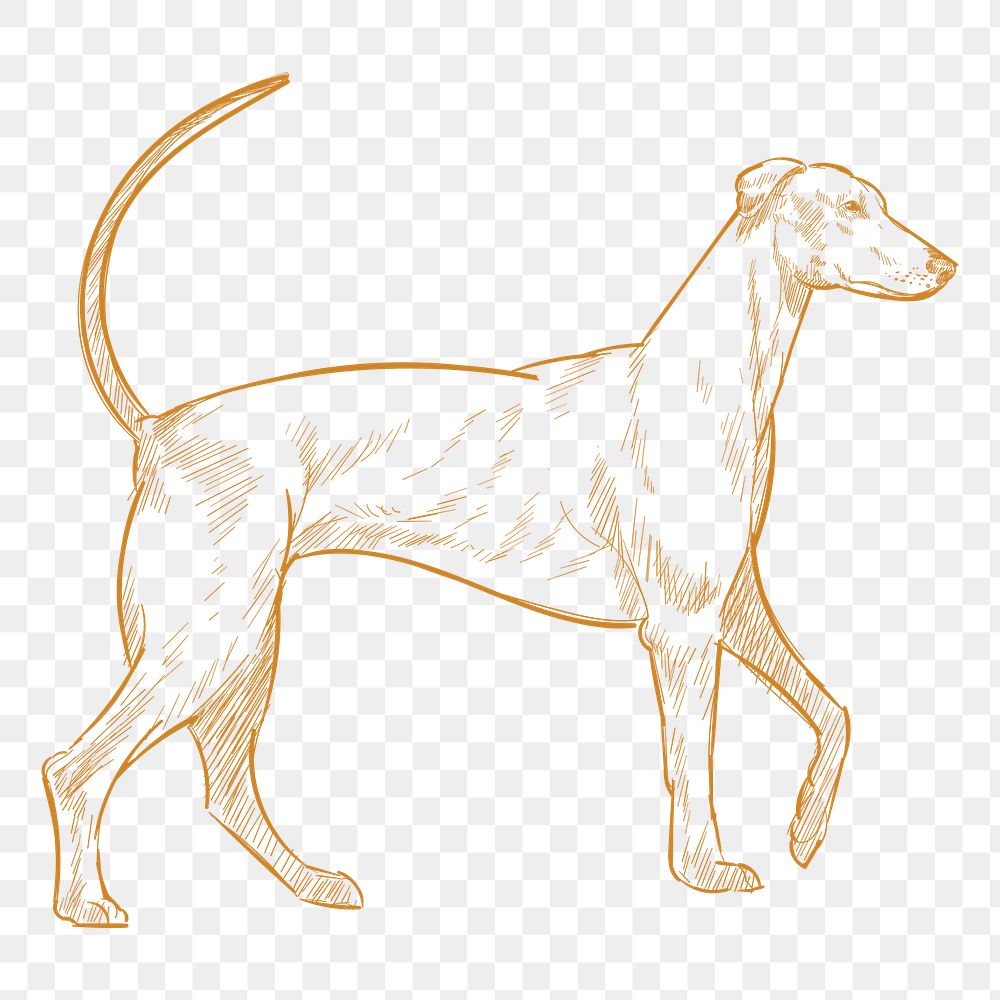  Png redbone coonhound dog sketch illustration, transparent background