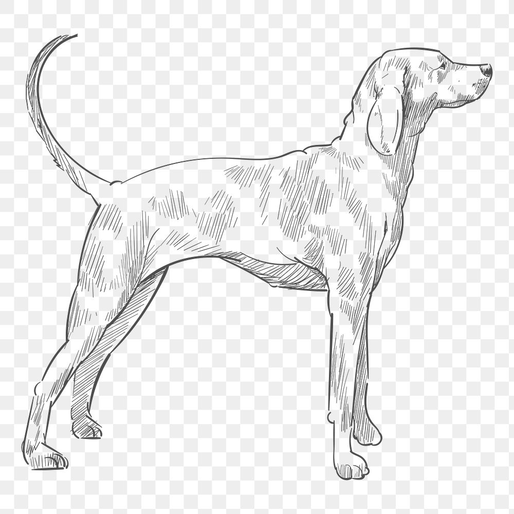  Png greyhound dog sketch illustration, transparent background