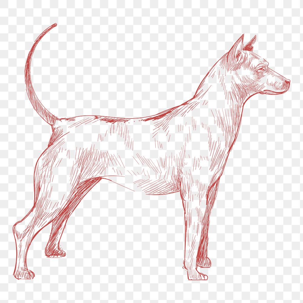  Png thai ridgeback dog sketch illustration, transparent background