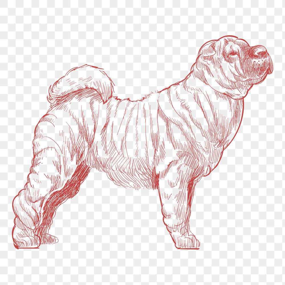  Png shar pei dog sketch illustration, transparent background