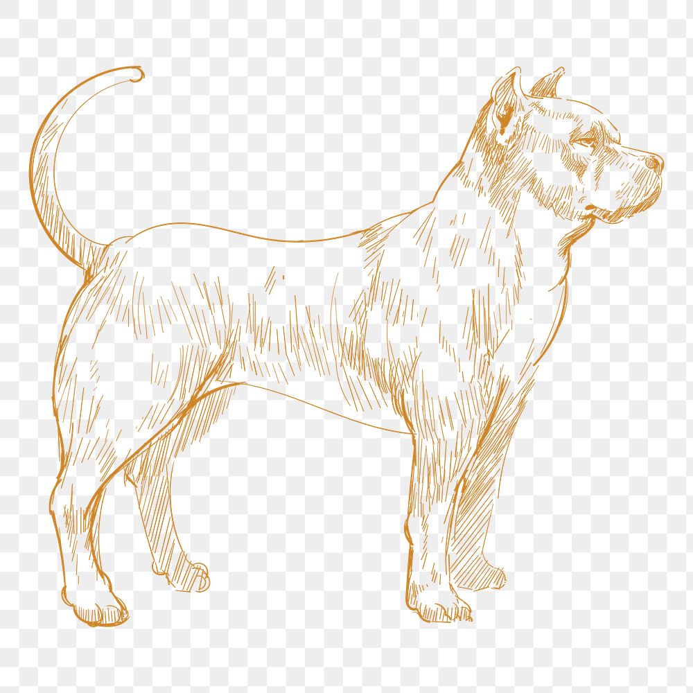  Png pitbull dog sketch illustration, transparent background