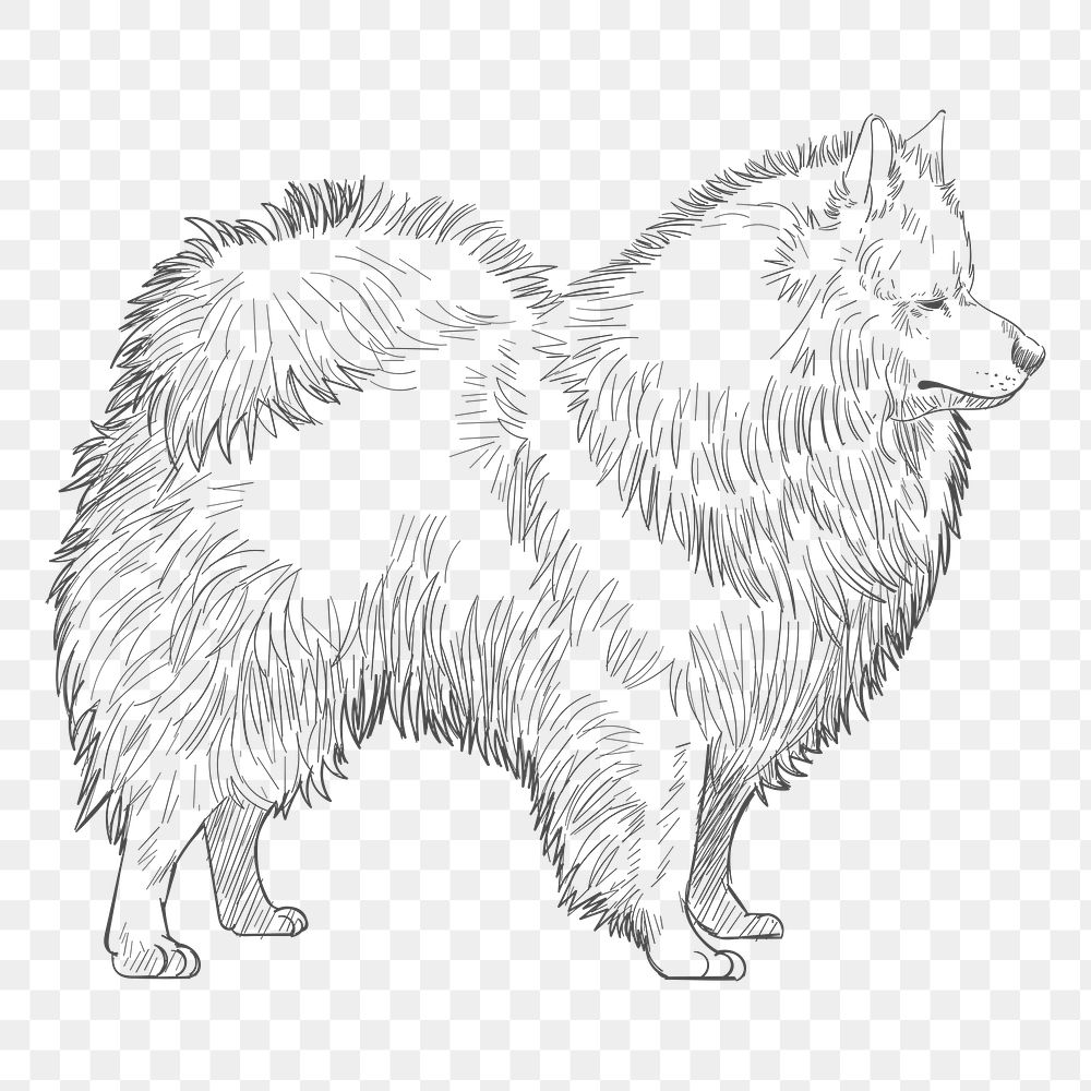 Png spitz dog sketch illustration, transparent background