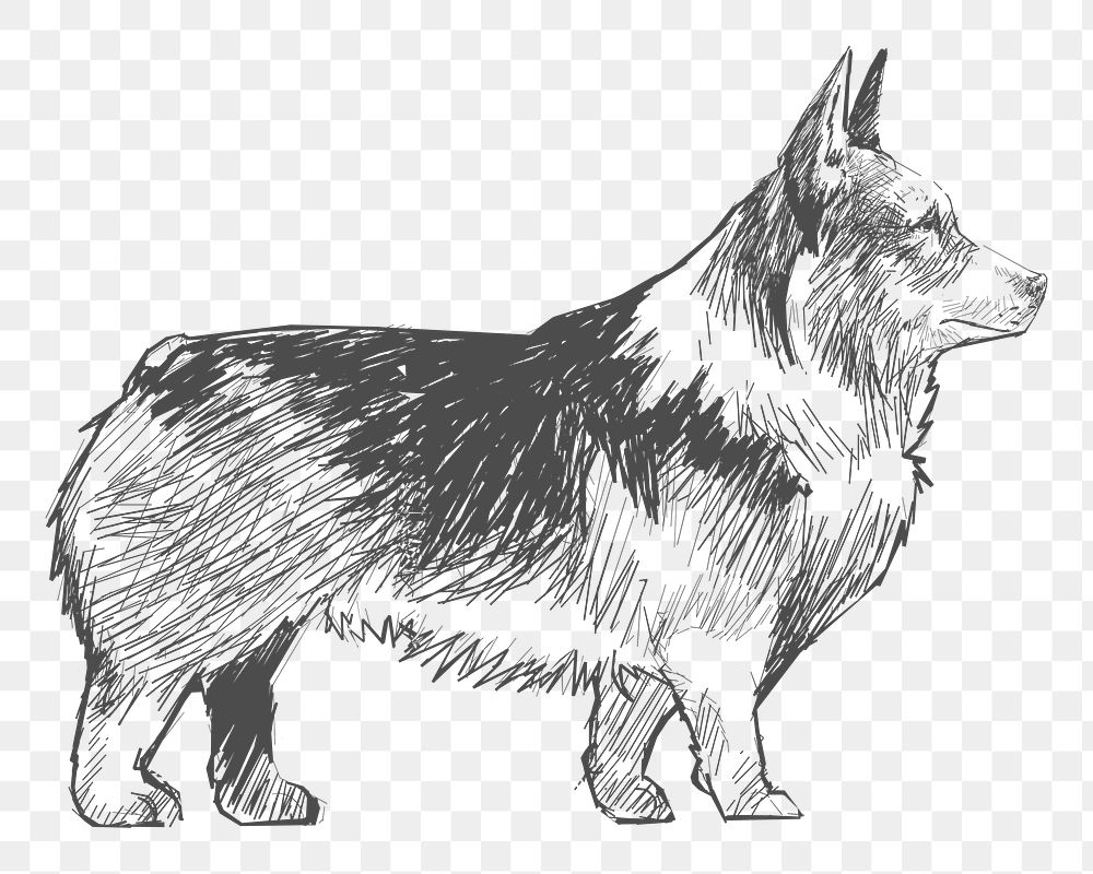 Png welsh corgi dog sketch illustration, transparent background
