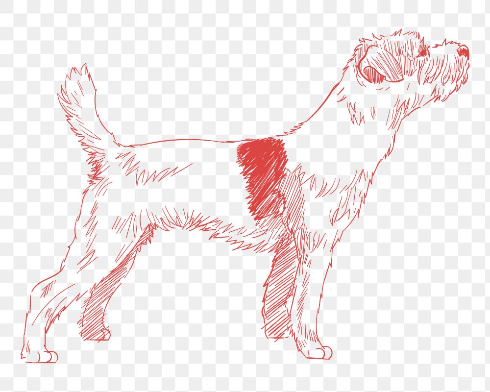 Png jack russell terrier dog sketch illustration, transparent background