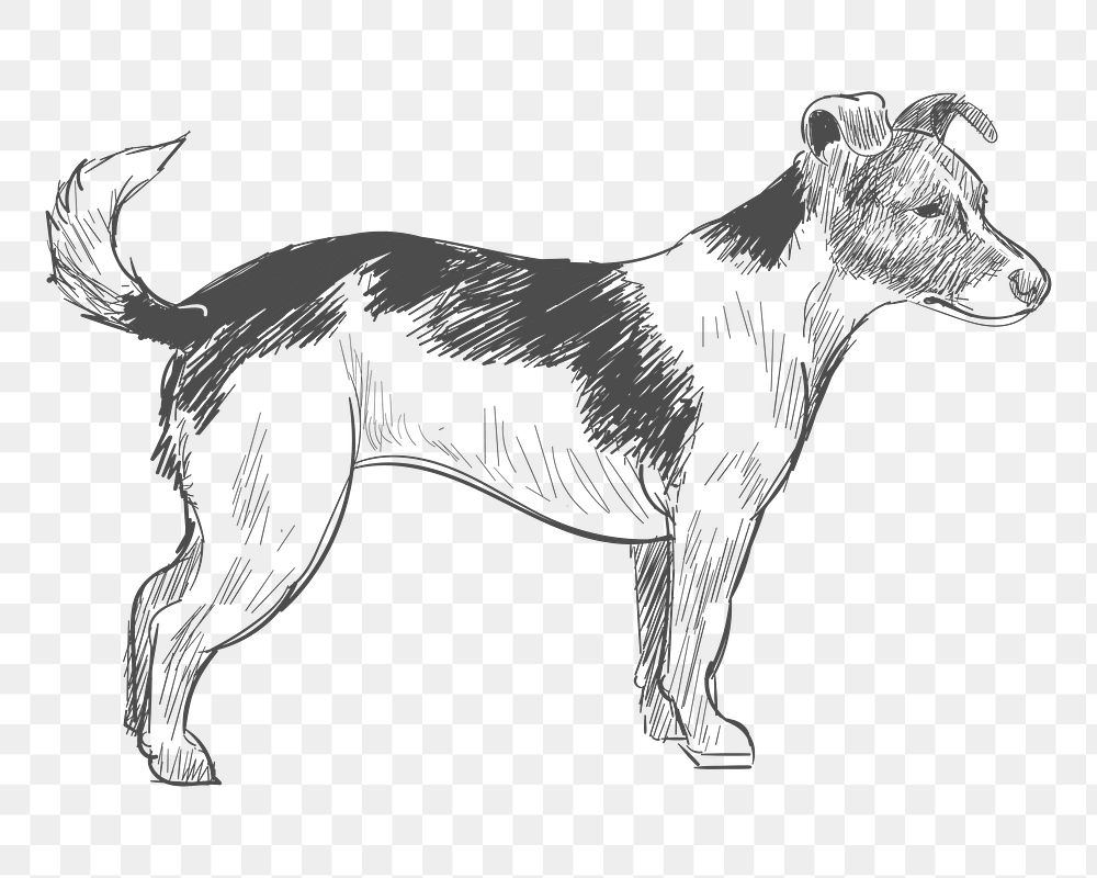 Png jack russell terrier dog sketch illustration, transparent background