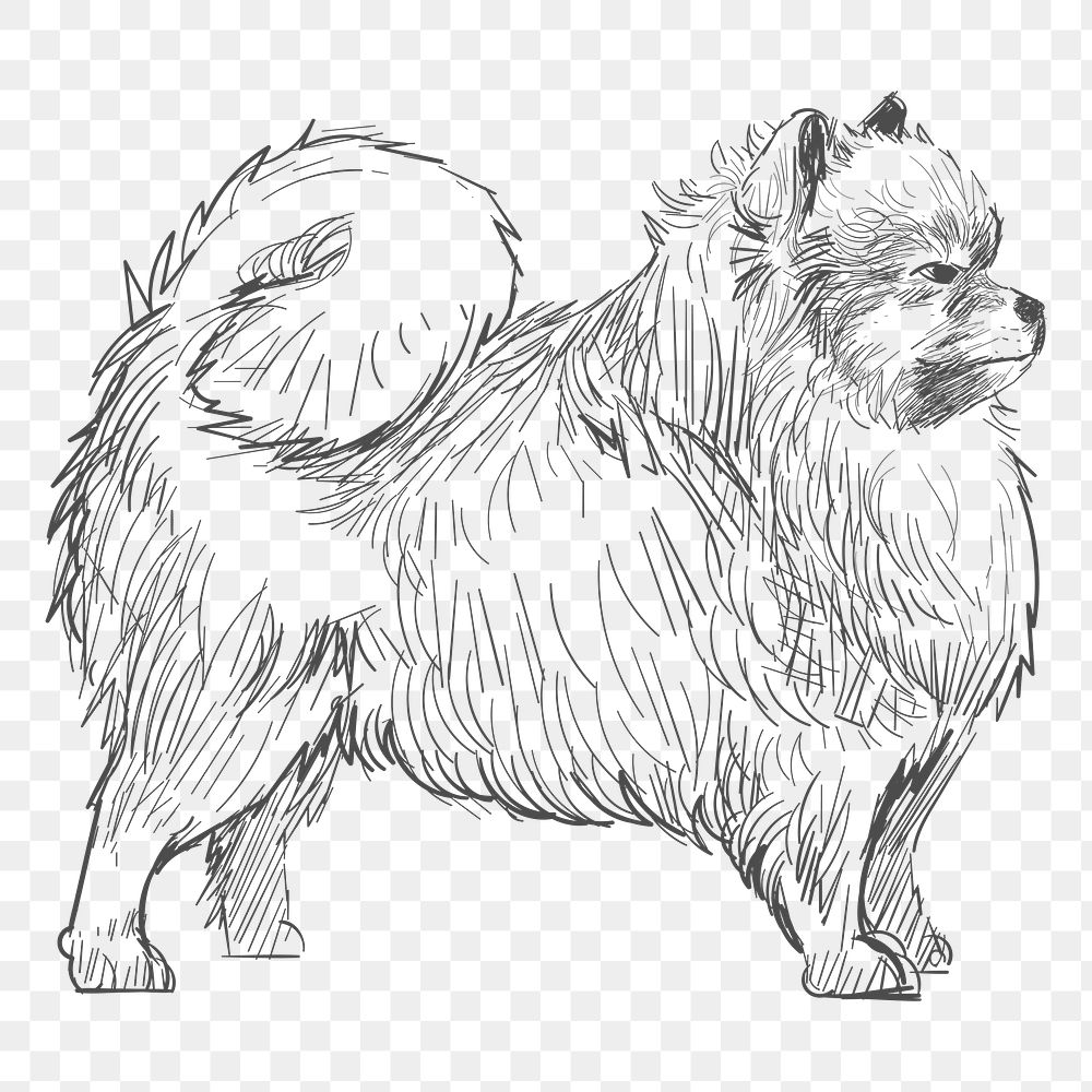 Png pomeranian dog sketch illustration, transparent background