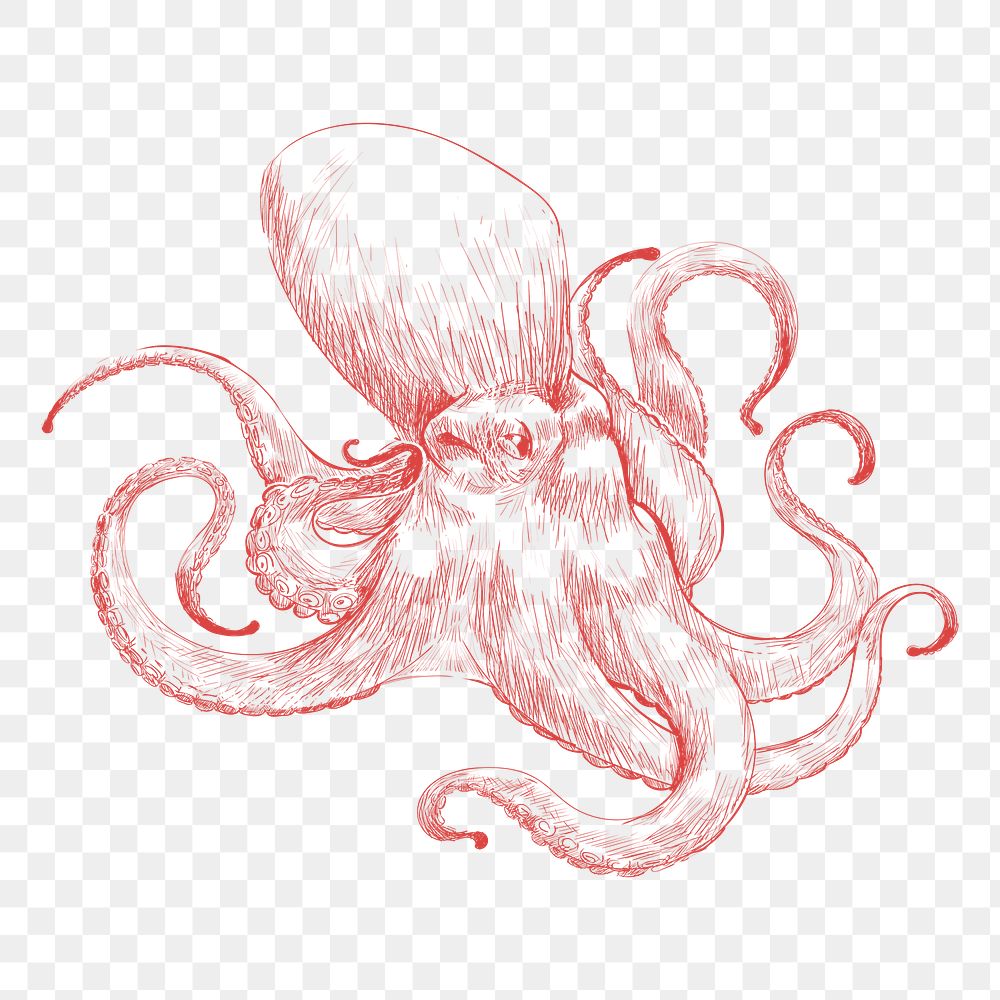 Png giant octopus sketch illustration, transparent background