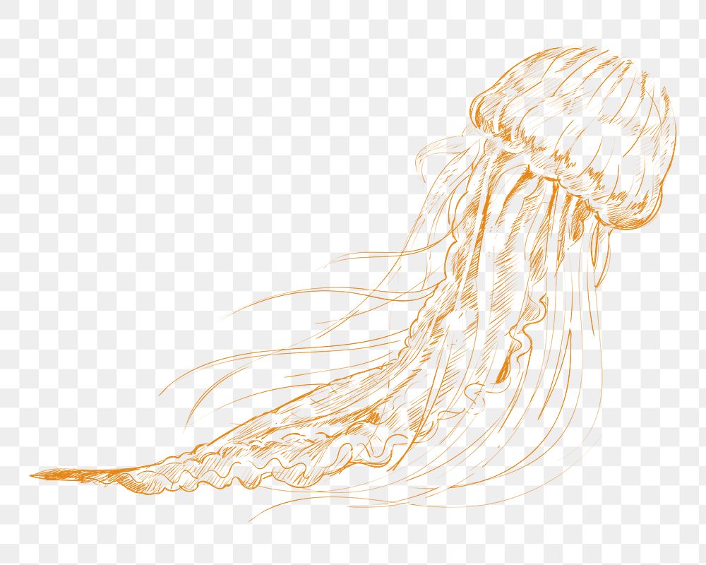 Png yellow jellyfish sketch illustration, transparent background