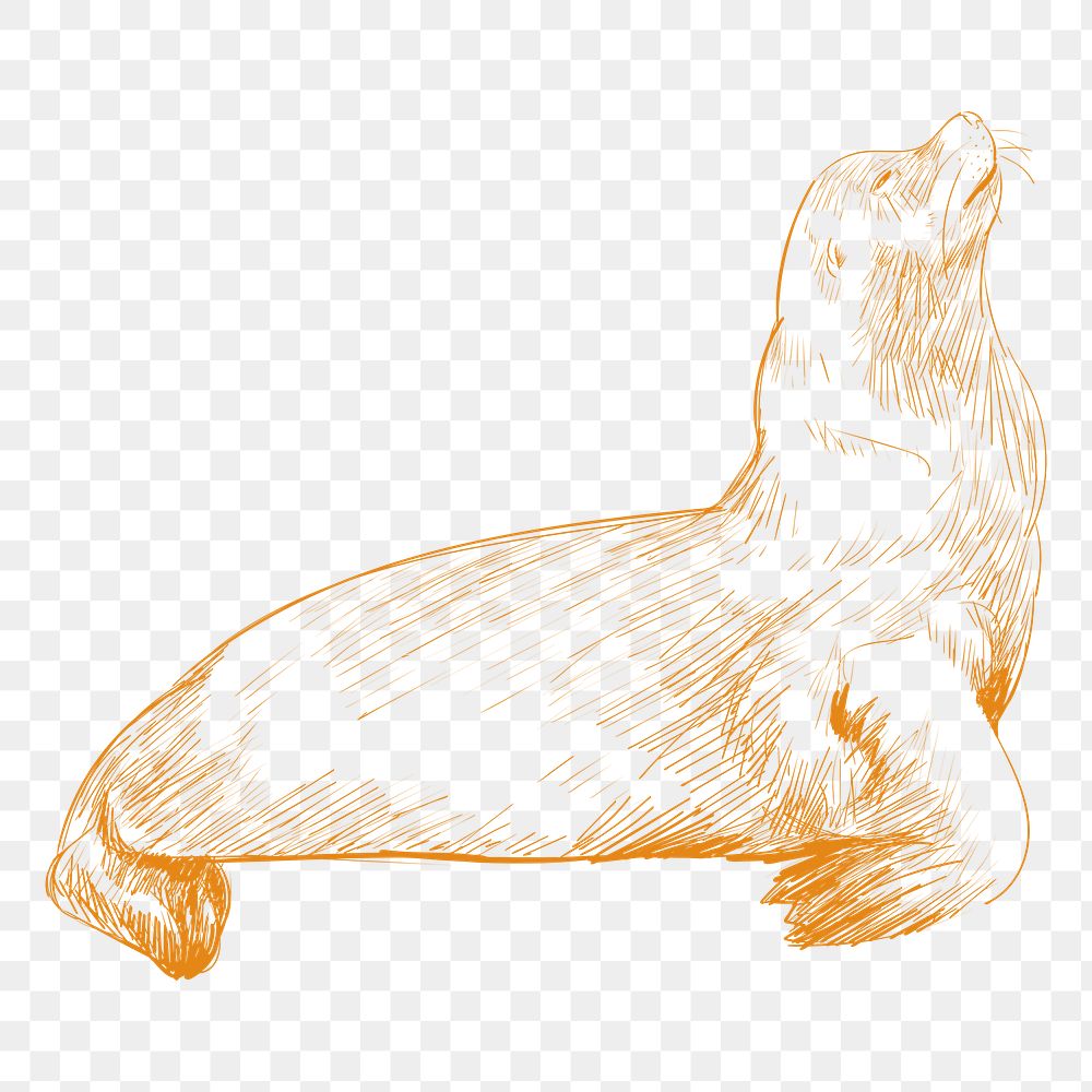 Png cute sea lion sketch illustration, transparent background