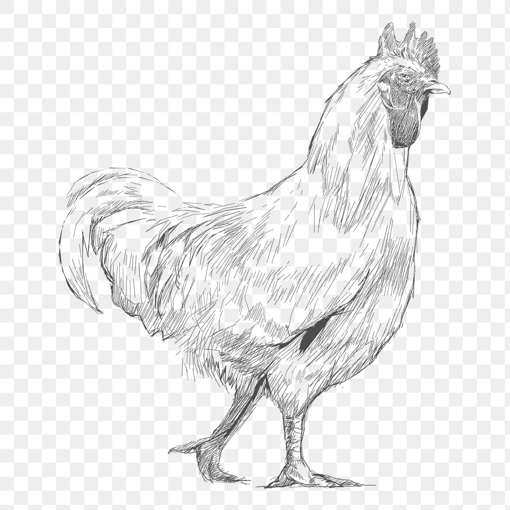 Png chicken walking sketch illustration, transparent background