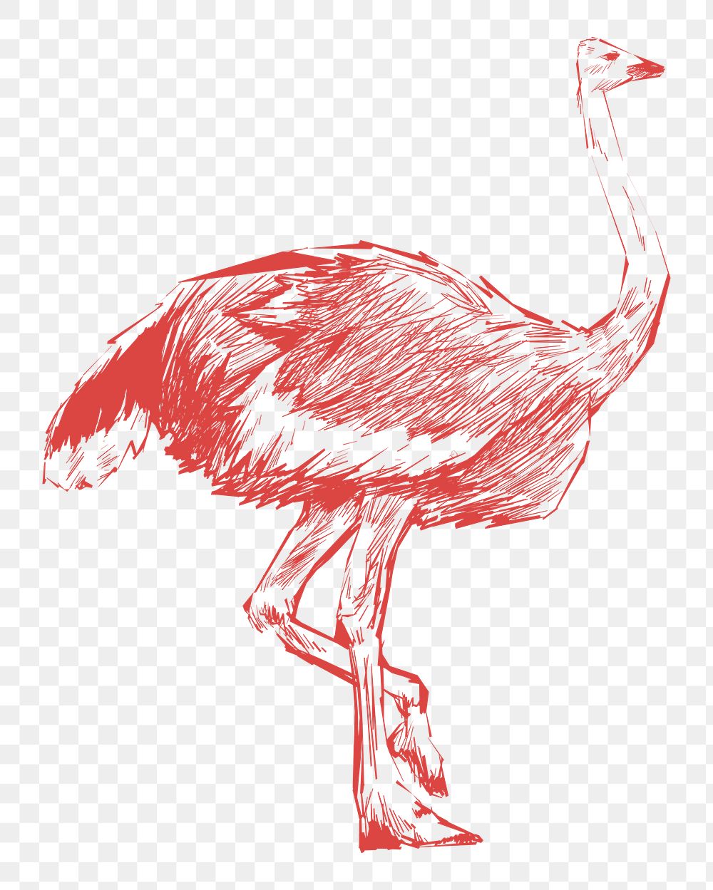 Png red ostrich sketch illustration, transparent background