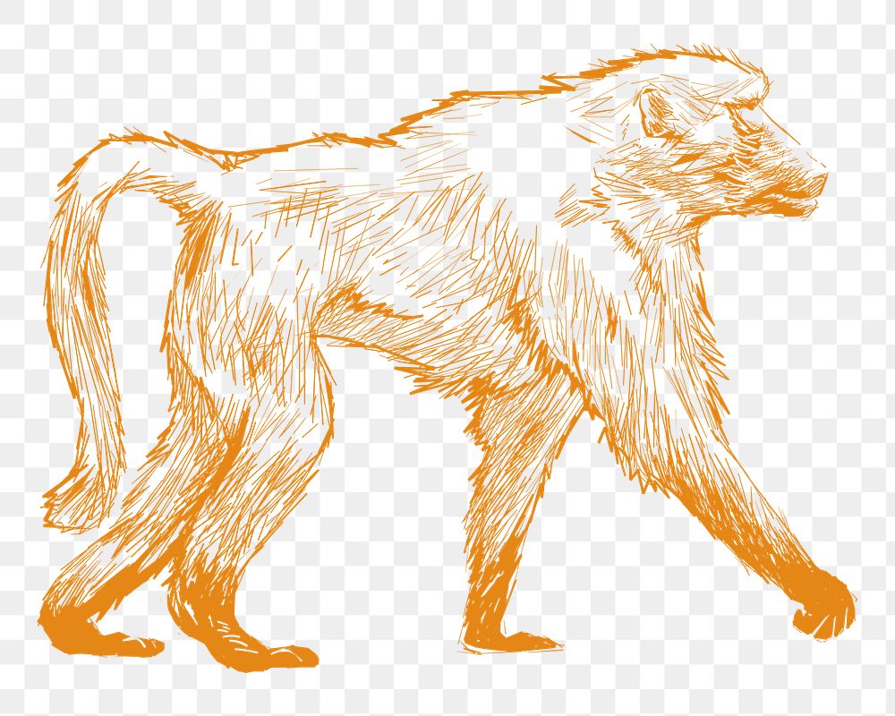 Png yellow baboon sketch illustration, transparent background