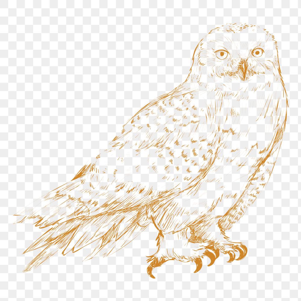  Png yellow owl sketch illustration, transparent background