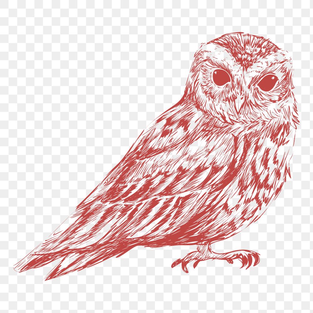 Png red owl sketch illustration, transparent background