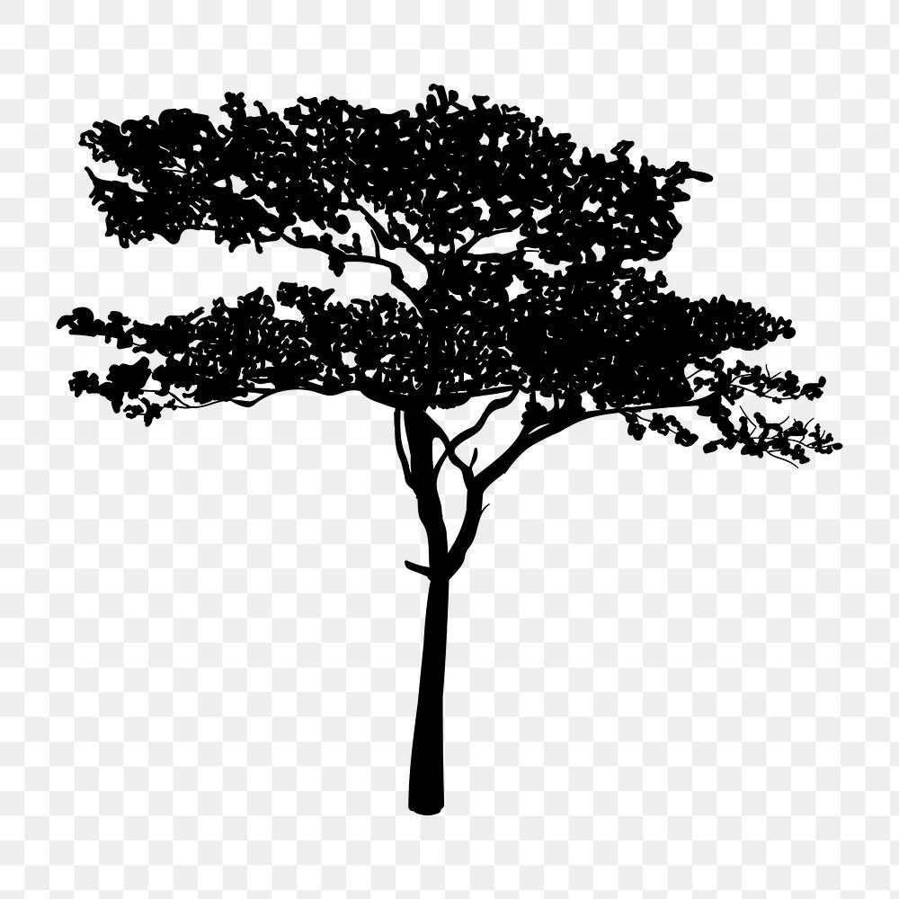 Png  realistic gum tree silhouette, transparent background