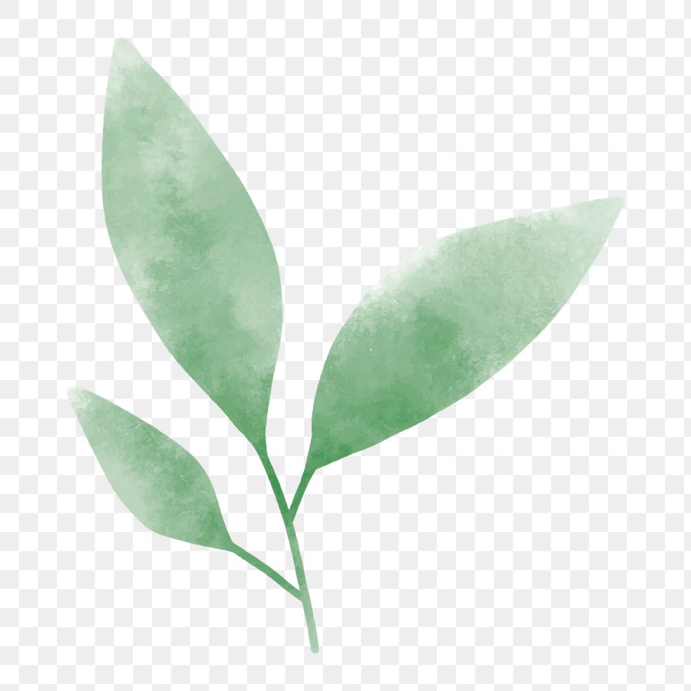 Watercolor leaf png element, transparent background