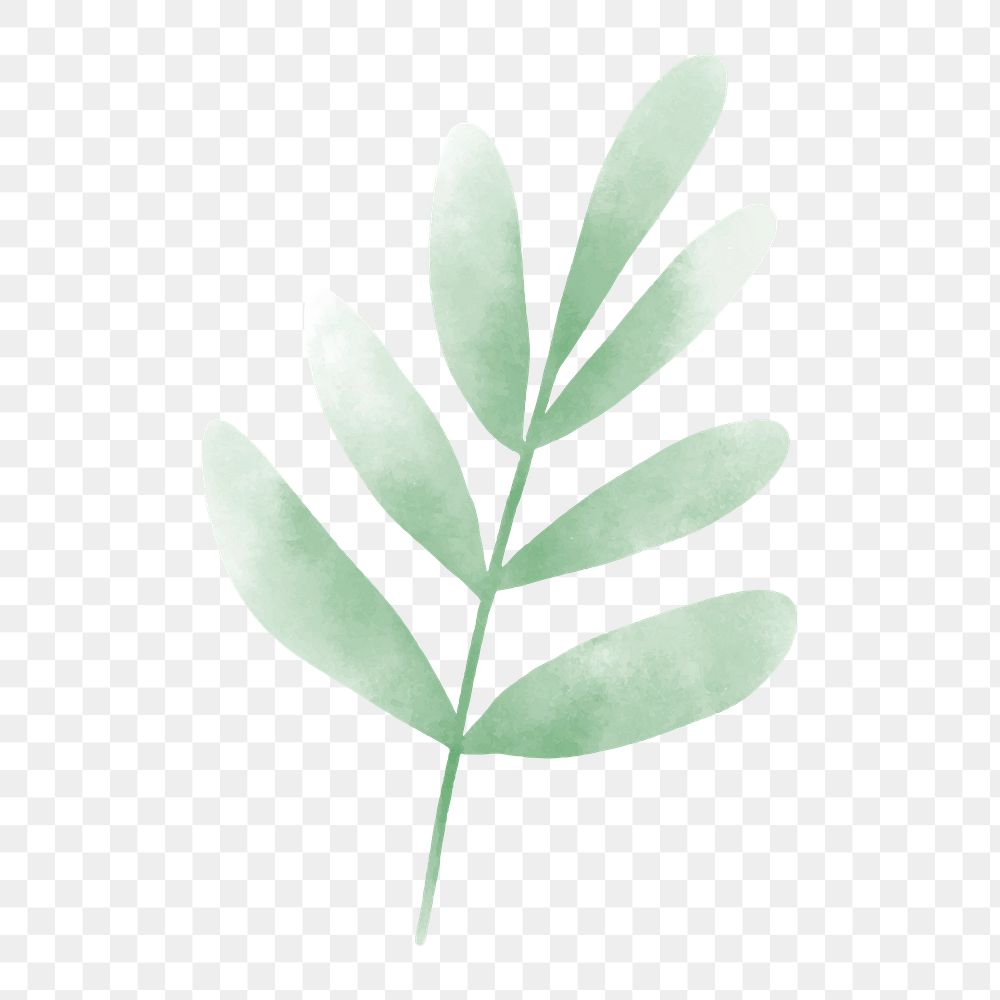 Watercolor leaf png element, transparent background