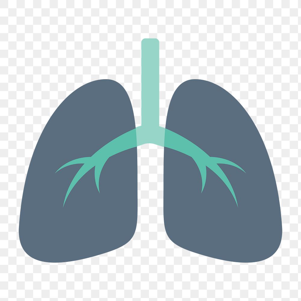 Human lungs icon png, transparent background 