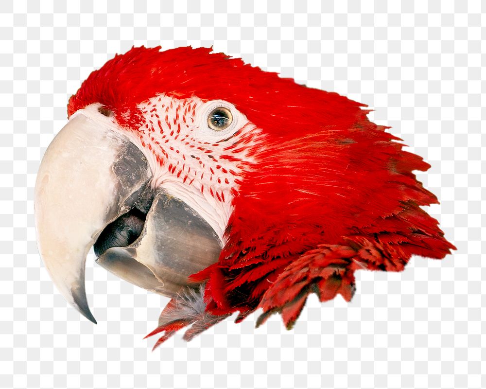 PNG red parrot, collage element, transparent background