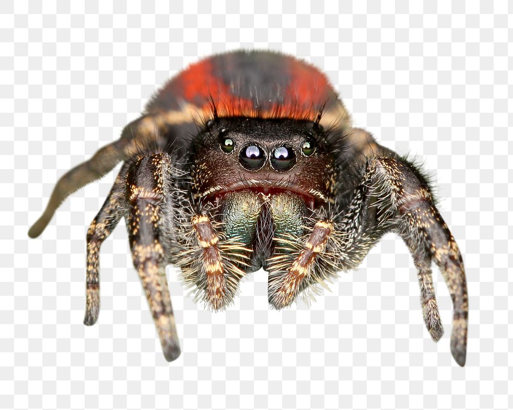 PNG Phidippus johnsoni jumping spider, collage element, transparent background