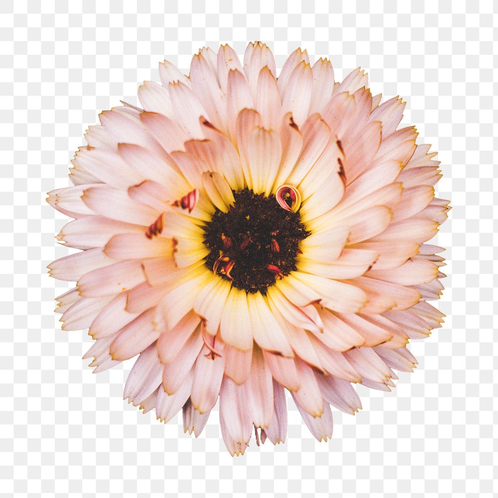 Pink daisy flower png, transparent background
