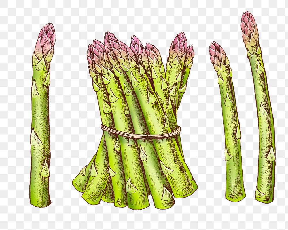 Asparagus png illustration, transparent background