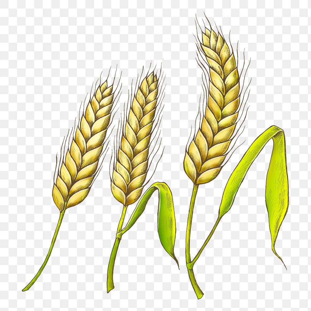 Wheat png illustration, transparent background